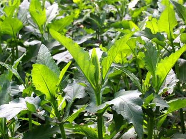 串葉松香草主要價值以及栽培技術介紹 串葉松香草主要價值以及栽培技術介紹