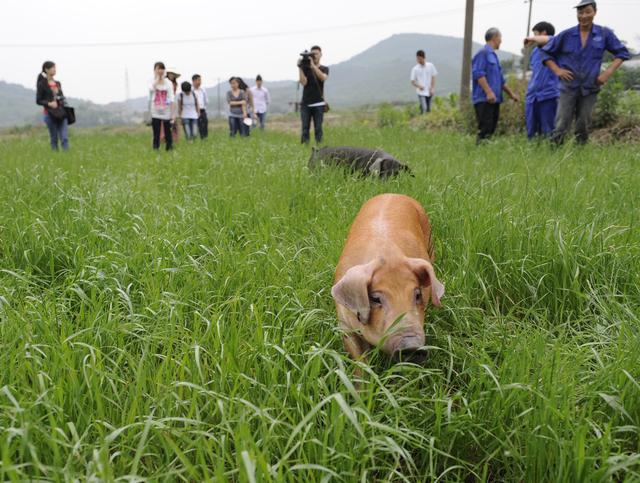 易種植的多年生黑麥草種植方法詳情