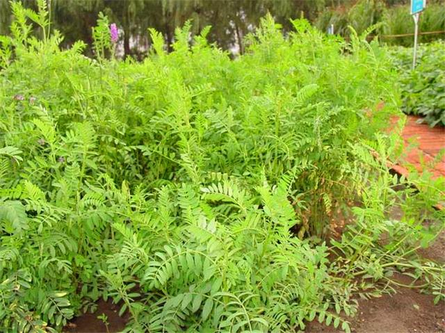 沙打旺基本詳情介紹以及播種方式