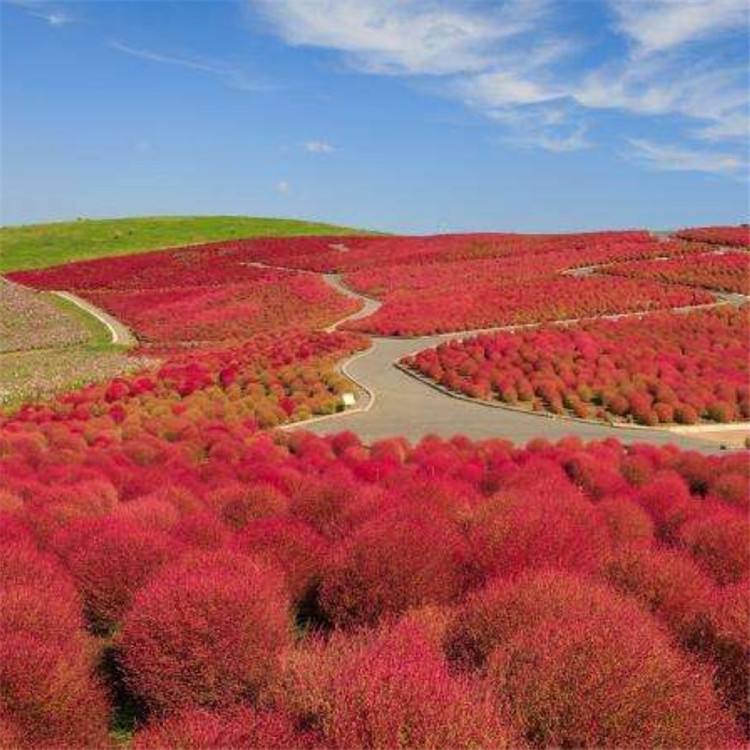 紅色地膚 紅色地膚