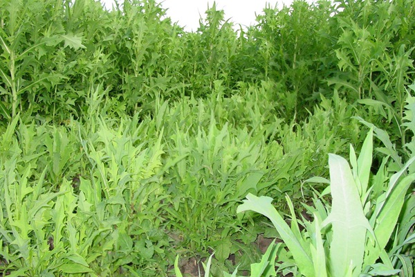 苦荬菜種子怎么進行種植比較好? 苦荬菜種子怎么進行種植比較好?