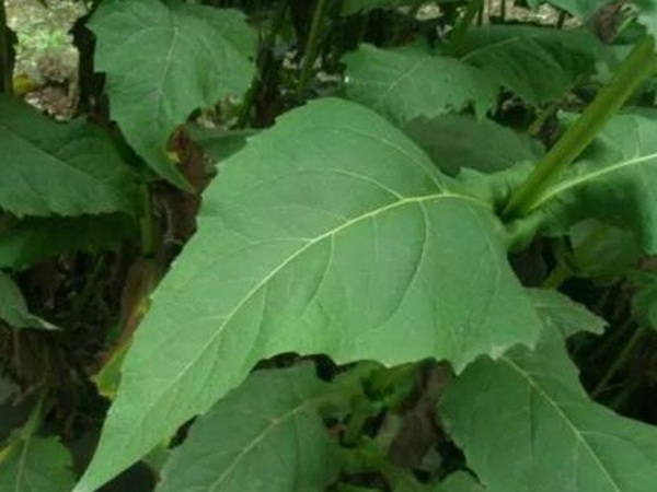 串葉松香草的營(yíng)養(yǎng)價(jià)值以及栽培技術(shù)介紹 串葉松香草的營(yíng)養(yǎng)價(jià)值以及栽培技術(shù)介紹