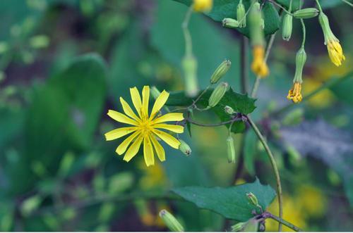 飼料牧草,苦荬菜的詳情介紹 飼料牧草,苦荬菜的詳情介紹