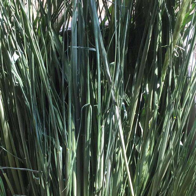 優質牧草種黑麥草，生長速度快，產量高，畜牧愛吃