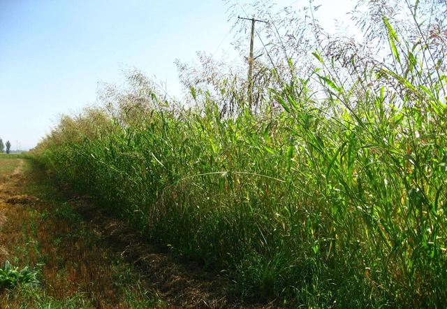 優(yōu)質(zhì)的牧草——蘇丹草,怎么種植可以高產(chǎn) 優(yōu)質(zhì)的牧草——蘇丹草,怎么種植可以高產(chǎn)