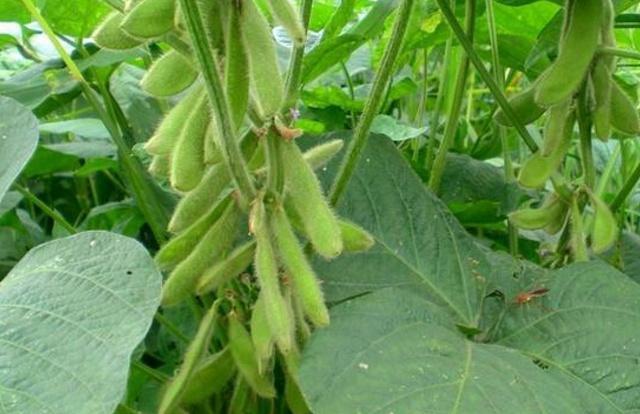 黑豆種植方法有哪些?什么時候播種比較合適? 黑豆種植方法有哪些?什么時候播種比較合適?