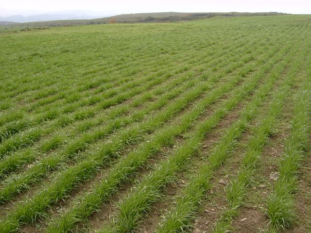 養牛、羊種植什么牧草好？種植如何利用？