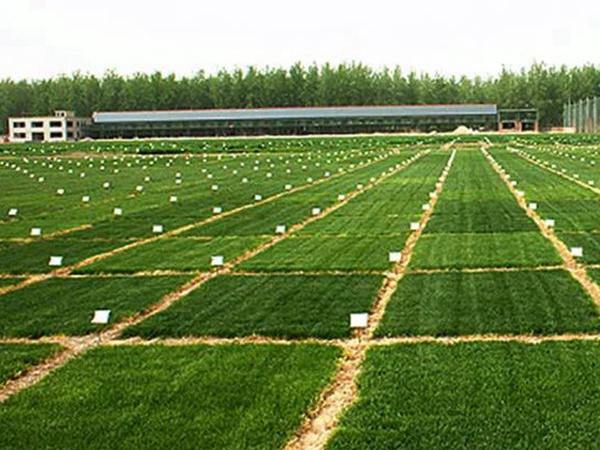 草坪養(yǎng)護(hù) | 夏季管理管理技術(shù)要點(diǎn)與栽培方法 草坪養(yǎng)護(hù) | 夏季管理管理技術(shù)要點(diǎn)與栽培方法