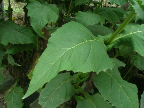 串葉松香草主要價值以及栽培技術介紹 串葉松香草主要價值以及栽培技術介紹