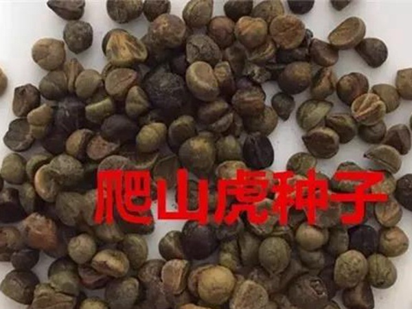 「爬山虎」的種植方法,有什么種植要求? 「爬山虎」的種植方法,有什么種植要求?