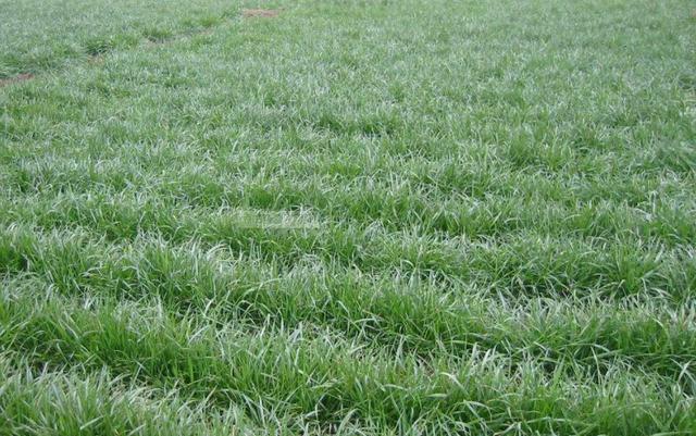 多年生黑麥草種植技術介紹與用途 多年生黑麥草種植技術介紹與用途