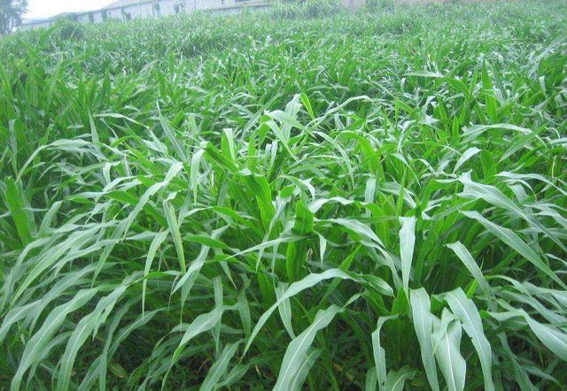 優(yōu)質(zhì)牧草——高丹草,種植高丹草種子如何高產(chǎn)? 優(yōu)質(zhì)牧草——高丹草,種植高丹草種子如何高產(chǎn)?