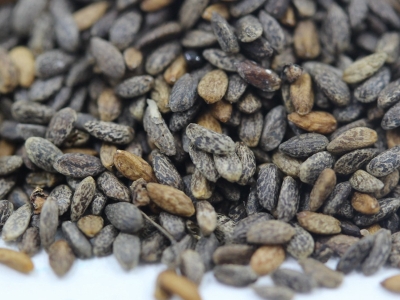 紅花鼠尾草種子