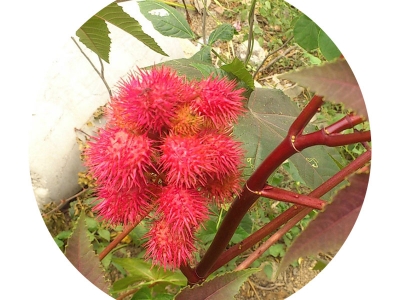 紅色蓖麻種子