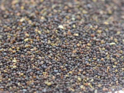 紅色虞美人種子