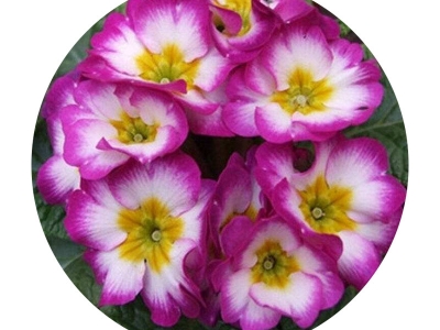 歐洲報(bào)春種子