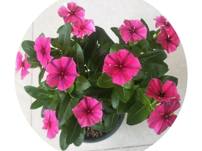 長(zhǎng)春花種子