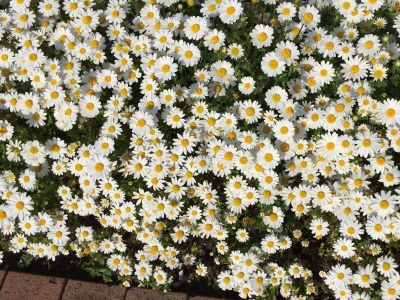 進口小雛菊種子