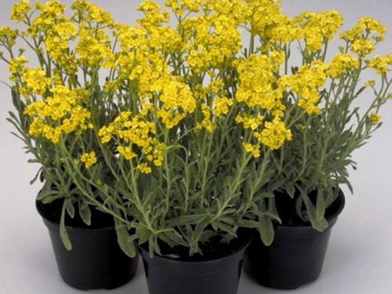 巖生庭芥 巖生庭芥