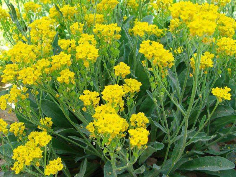 巖生庭芥 巖生庭芥