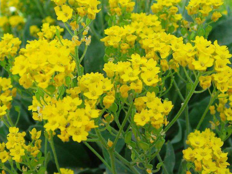 巖生庭芥 巖生庭芥