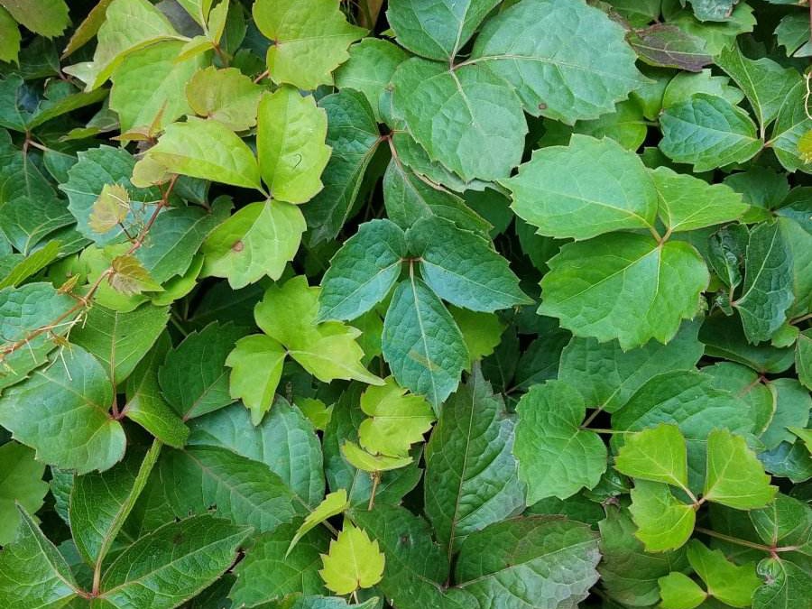 爬山虎 爬山虎