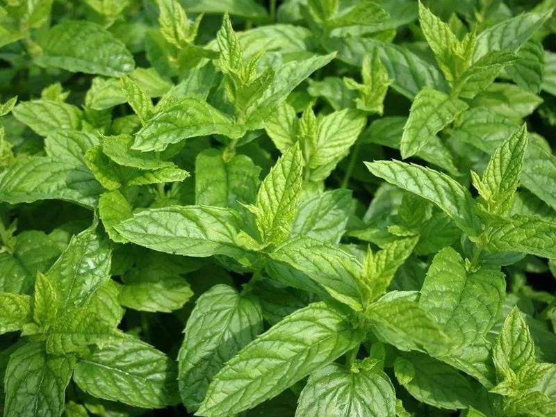 留蘭香薄荷 留蘭香薄荷