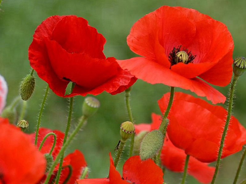 紅色虞美人 紅色虞美人