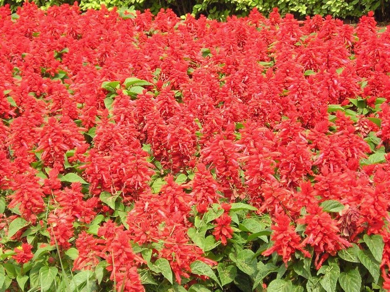 紅花鼠尾草 紅花鼠尾草