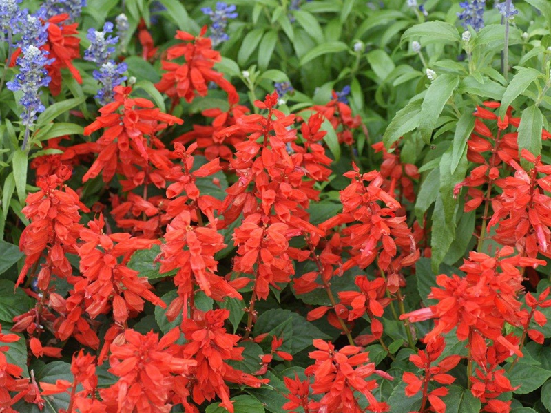 紅花鼠尾草 紅花鼠尾草