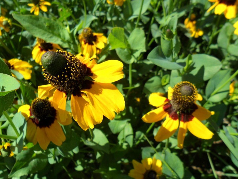 草原松果菊 草原松果菊