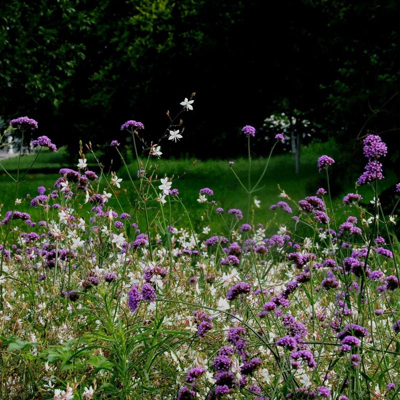 柳葉馬鞭草 柳葉馬鞭草