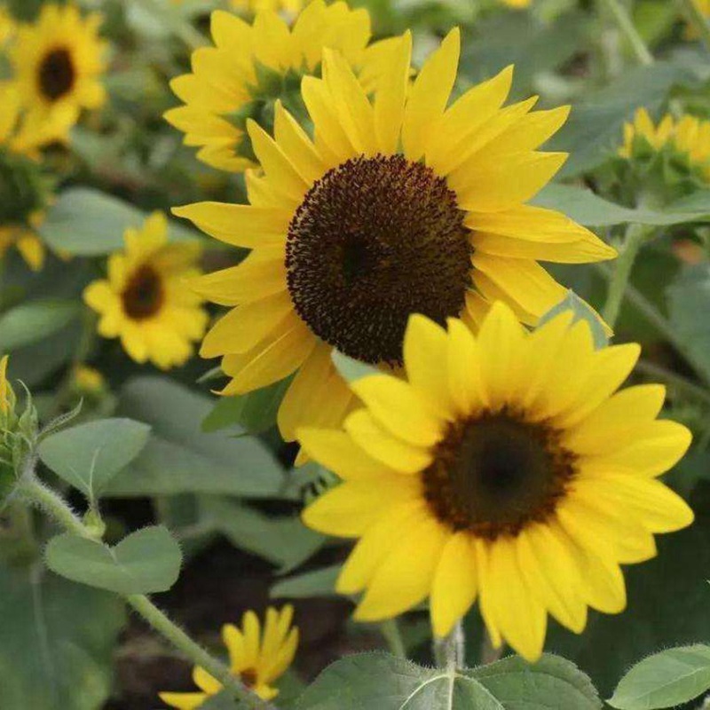 多頭向日葵 多頭向日葵