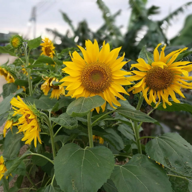 多頭向日葵 多頭向日葵