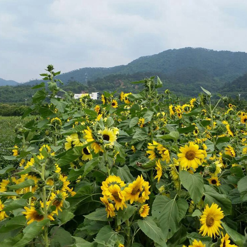 多頭向日葵 多頭向日葵