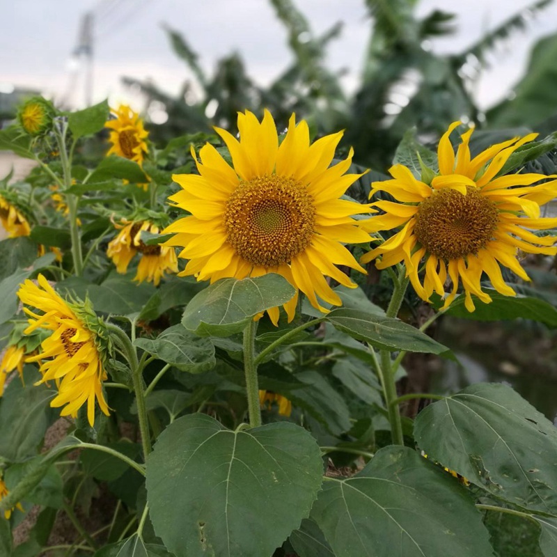 多頭向日葵 多頭向日葵
