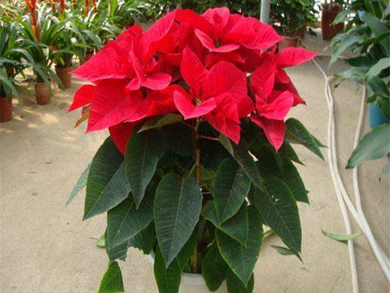 一片紅唇 一片紅唇