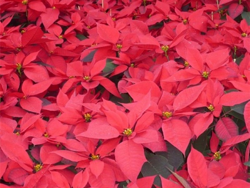 一片紅唇 一片紅唇