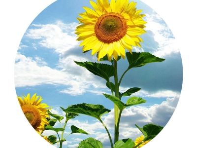 牙簽向日葵種子