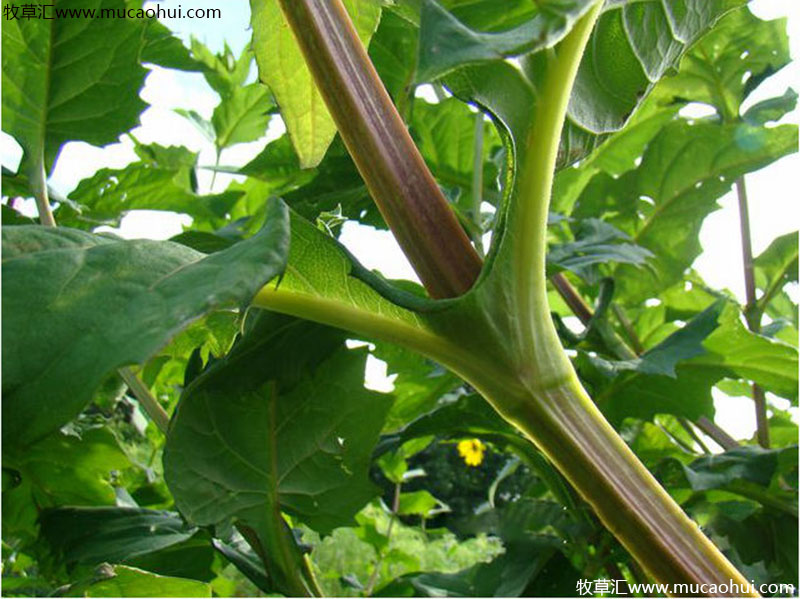 串葉松香草 串葉松香草