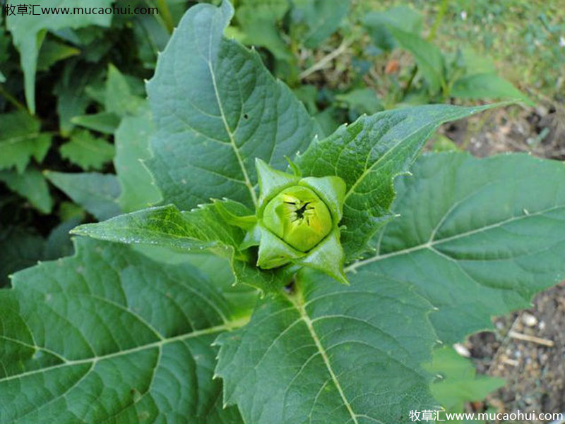 串葉松香草 串葉松香草