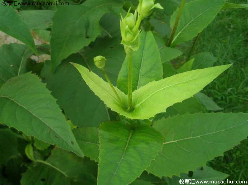 串葉松香草 串葉松香草