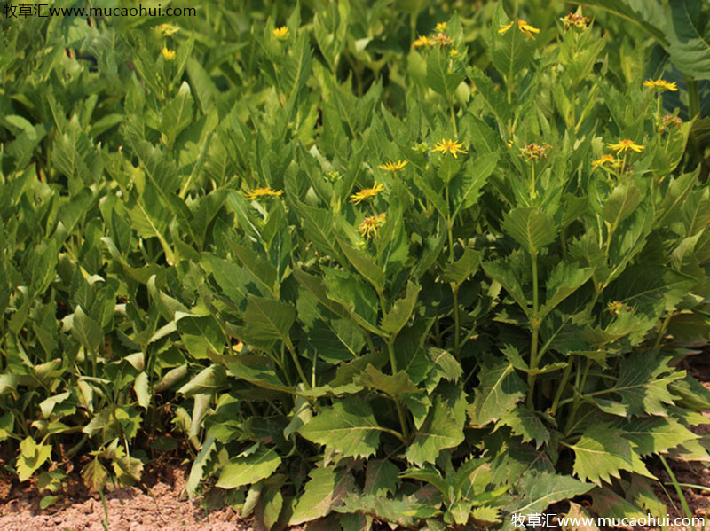 串葉松香草 串葉松香草