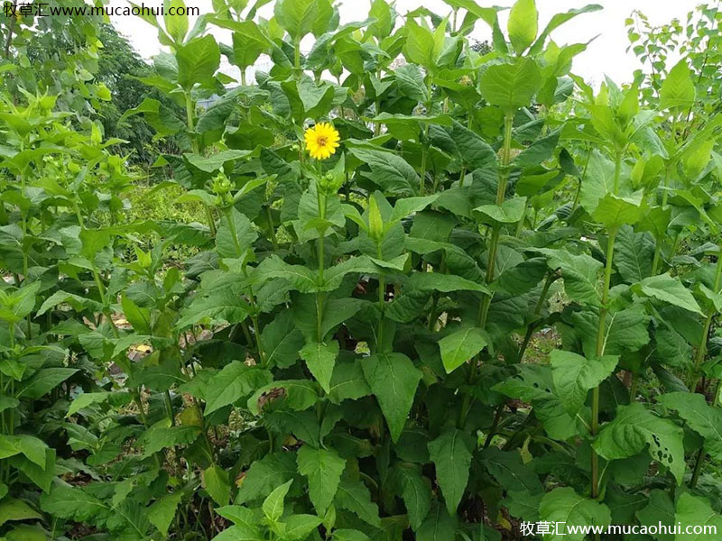 串葉松香草 串葉松香草