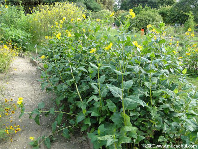 串葉松香草 串葉松香草
