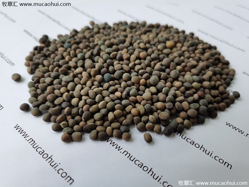 牧草綠肥箭筈豌豆種子 牧草綠肥箭筈豌豆種子