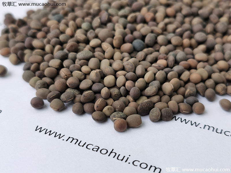 牧草綠肥箭筈豌豆種子 牧草綠肥箭筈豌豆種子