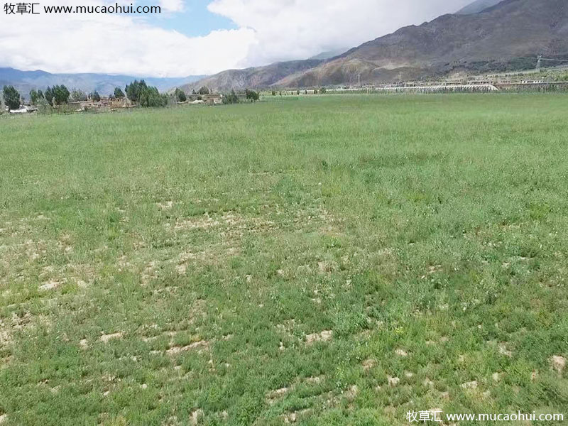 牧草綠肥箭筈豌豆開花植株全株 牧草綠肥箭筈豌豆開花植株全株