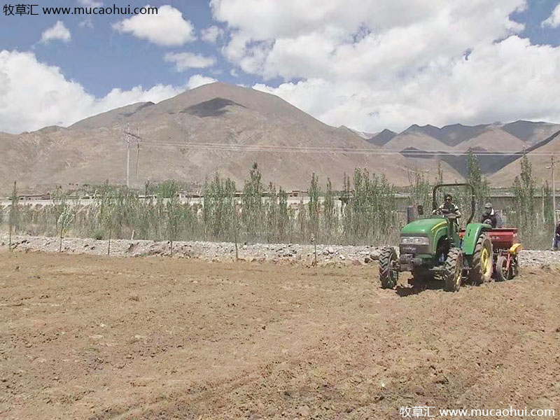 牧草綠肥箭筈豌豆開花植株全株 牧草綠肥箭筈豌豆開花植株全株