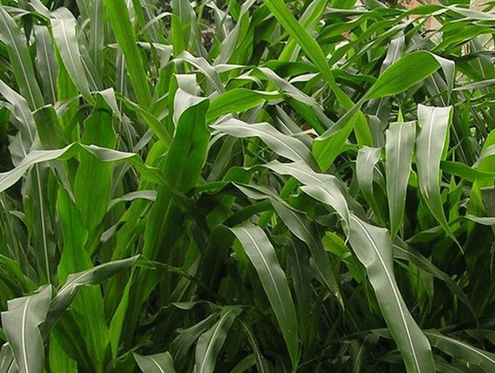 1625660523829128.jpg image.jpg